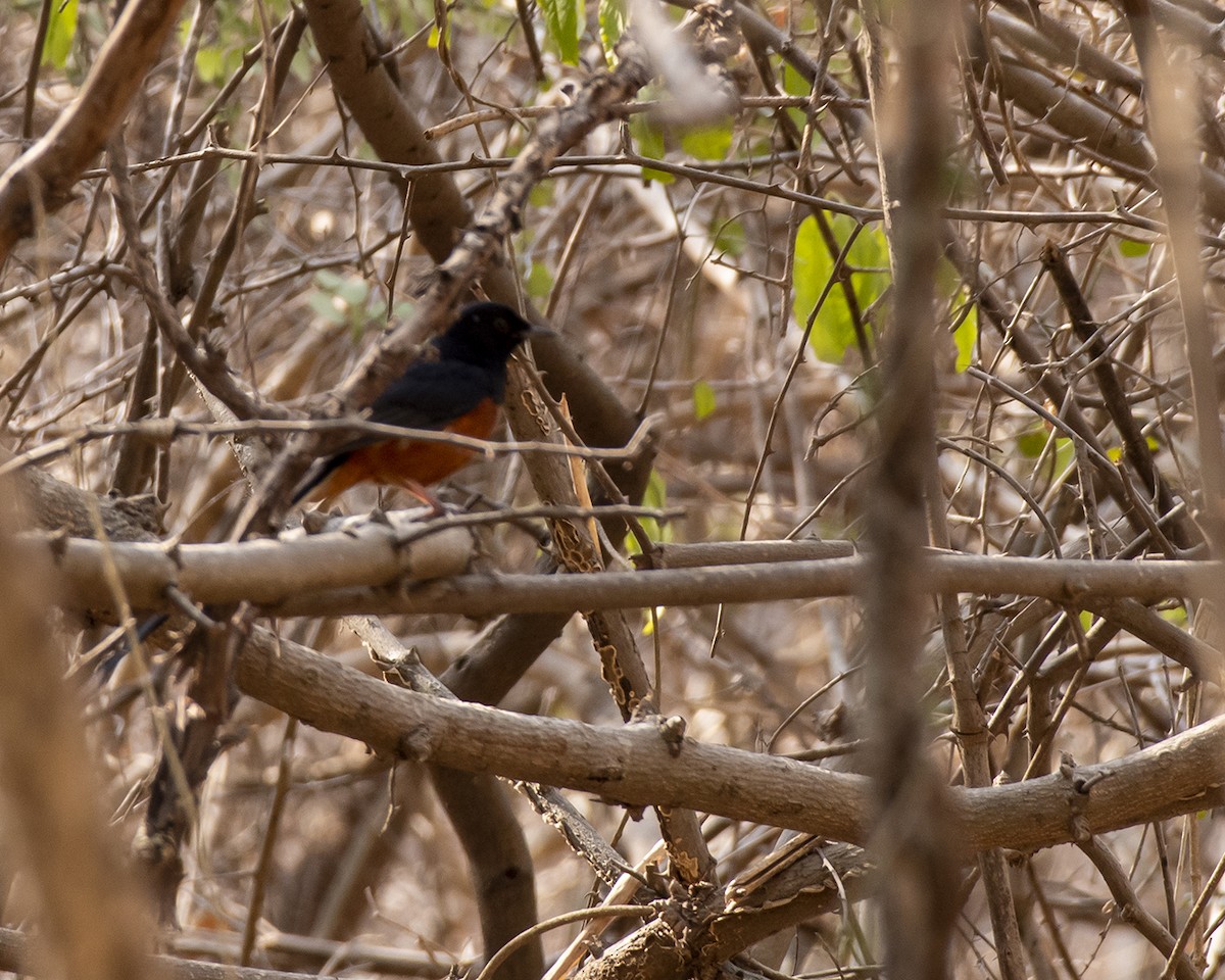 White-rumped Shama - ML616495901