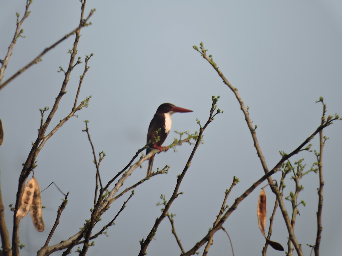White-throated Kingfisher - ML616495939