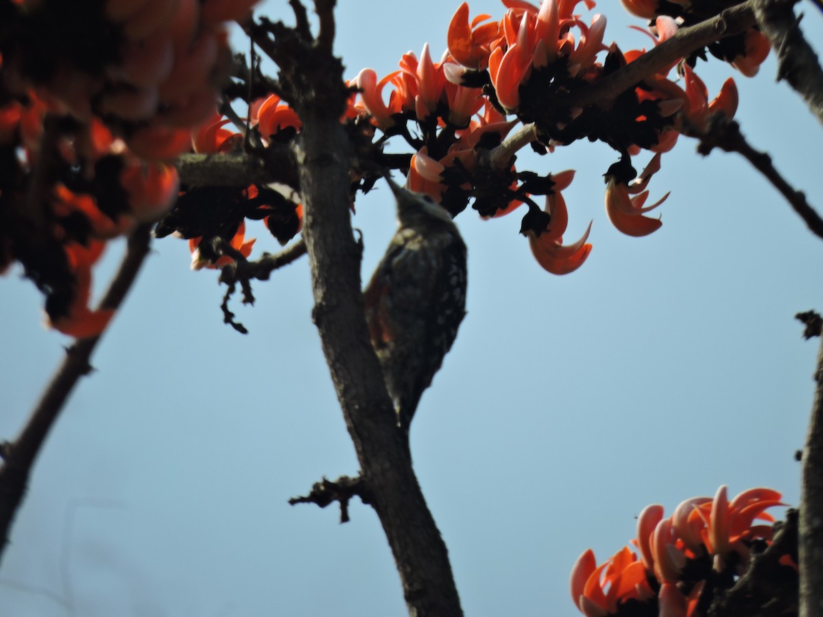Yellow-crowned Woodpecker - ML616495942