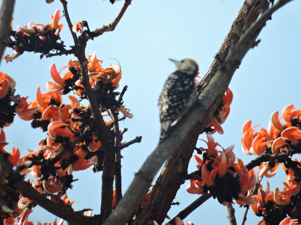 Yellow-crowned Woodpecker - ML616495943