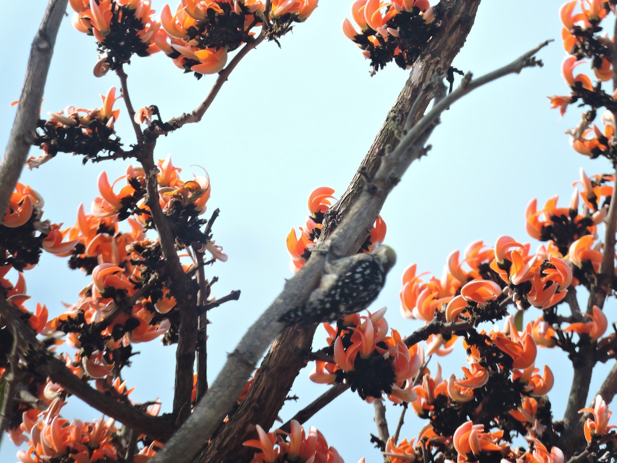 Yellow-crowned Woodpecker - ML616495944