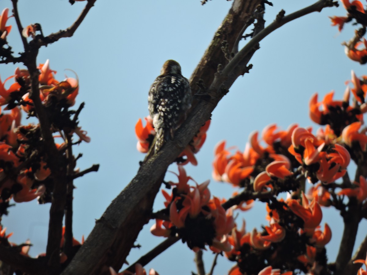 Yellow-crowned Woodpecker - ML616495945