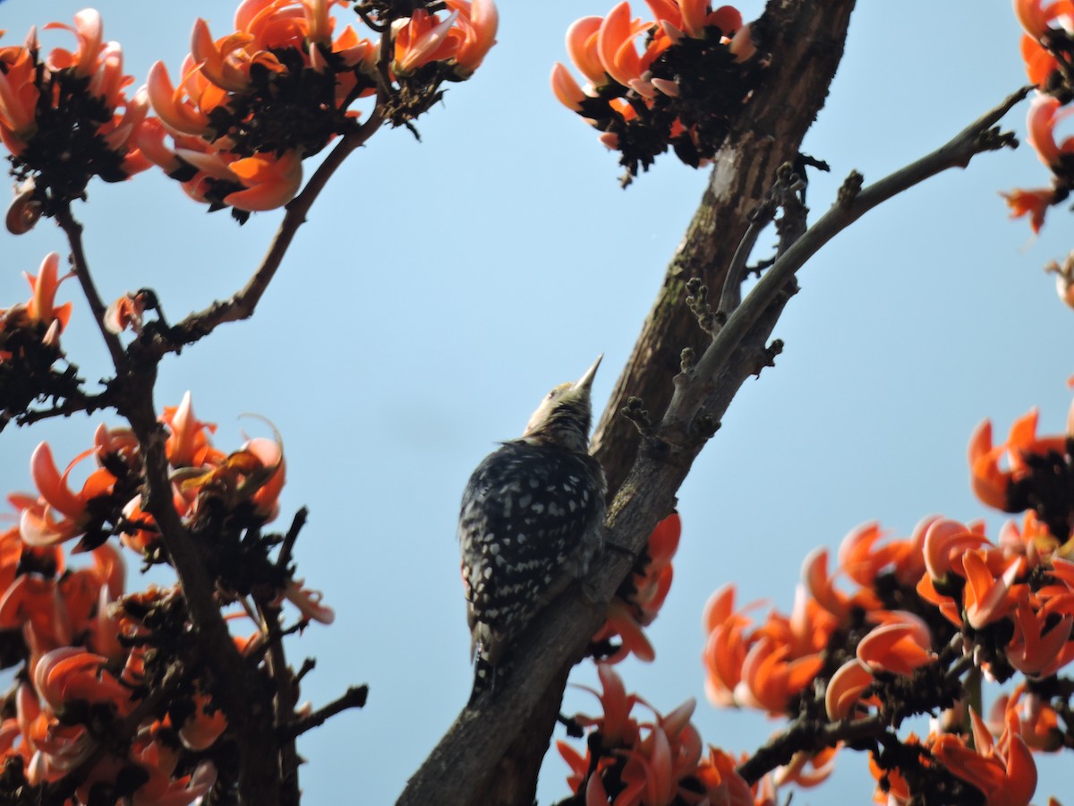 Yellow-crowned Woodpecker - ML616495946