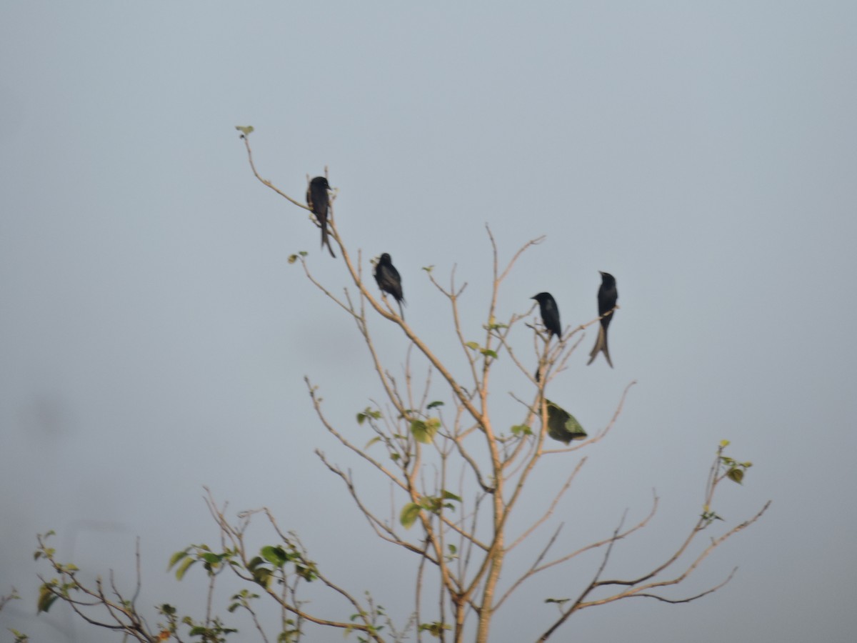 Black Drongo - ML616495948