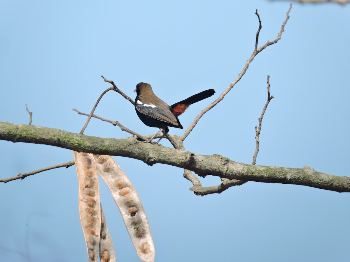 Indian Robin - ML616495955