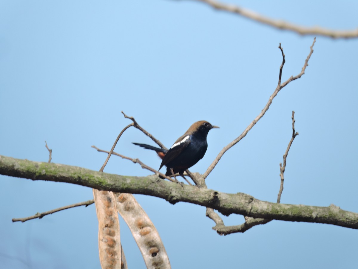 Indian Robin - ML616495956