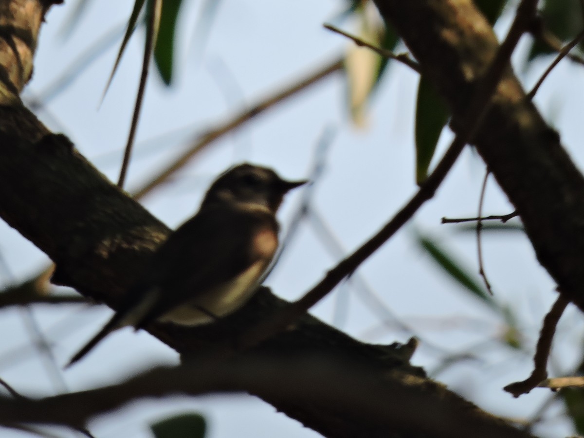 Taiga Flycatcher - ML616495958