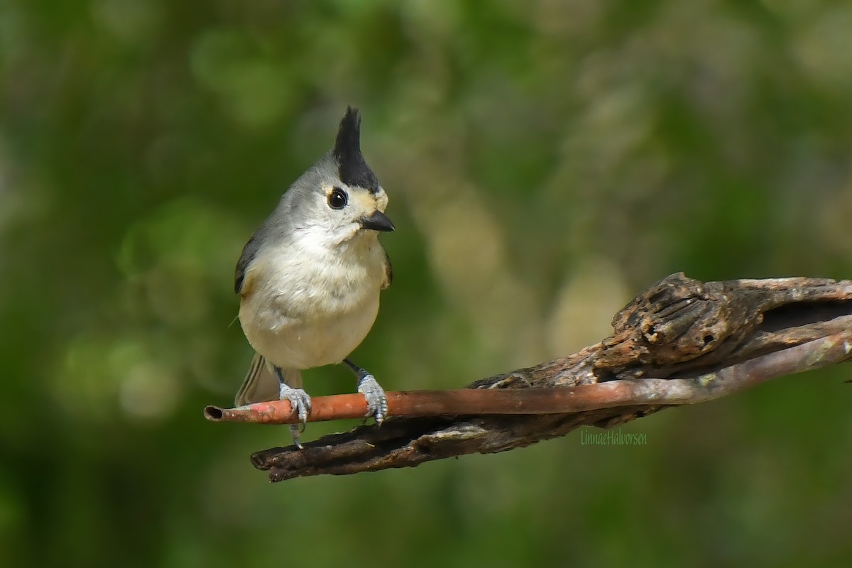 Black-crested Titmouse - ML616495961