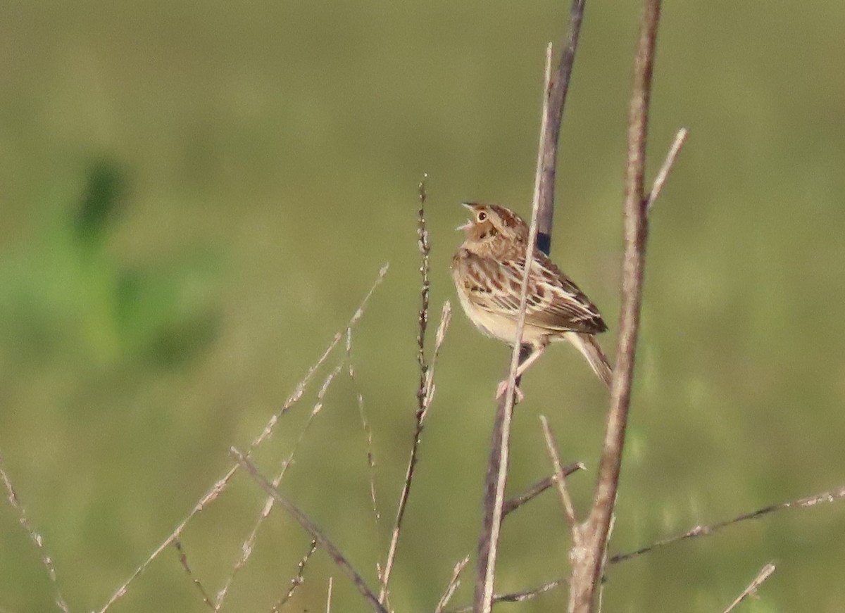 Grasshopper Sparrow - ML616495967
