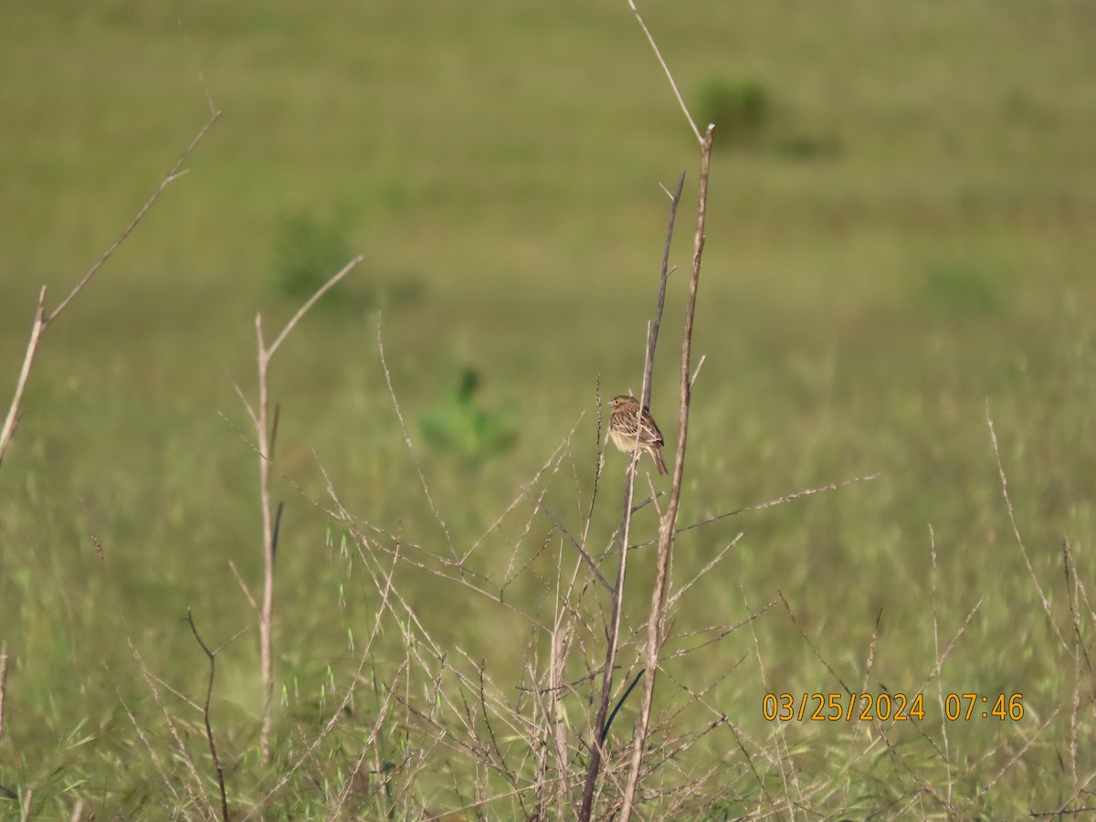 Chingolo Saltamontes - ML616495972