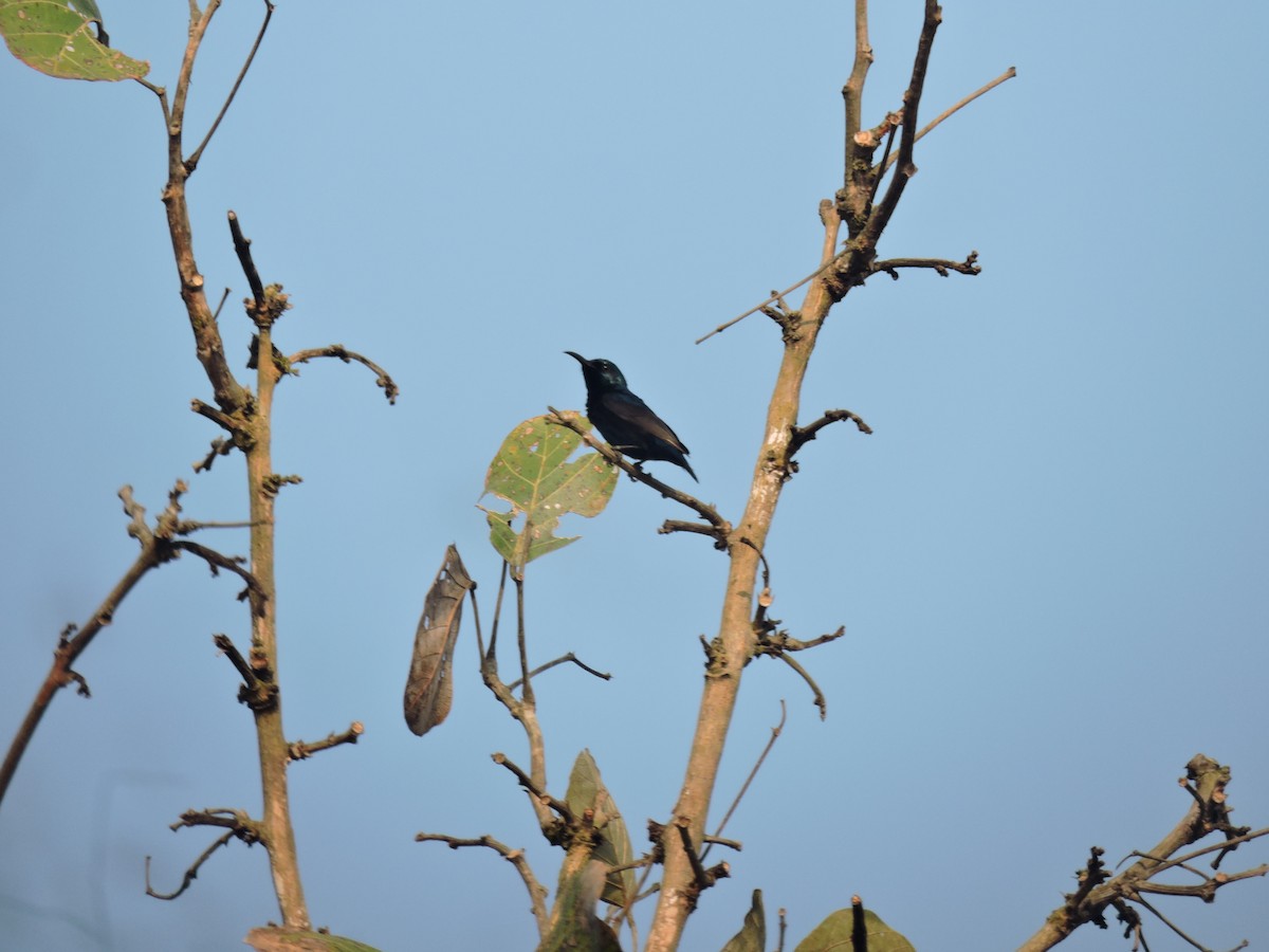 Purple Sunbird - ML616495975