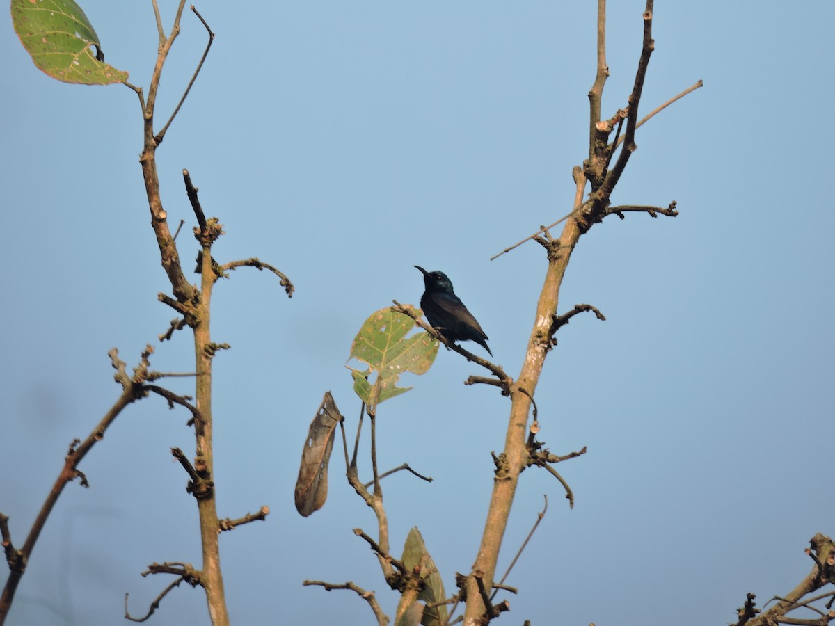 Purple Sunbird - ML616495976