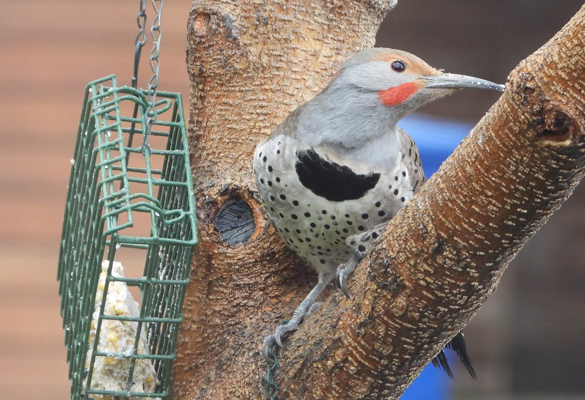 Northern Flicker (Red-shafted) - ML616495979