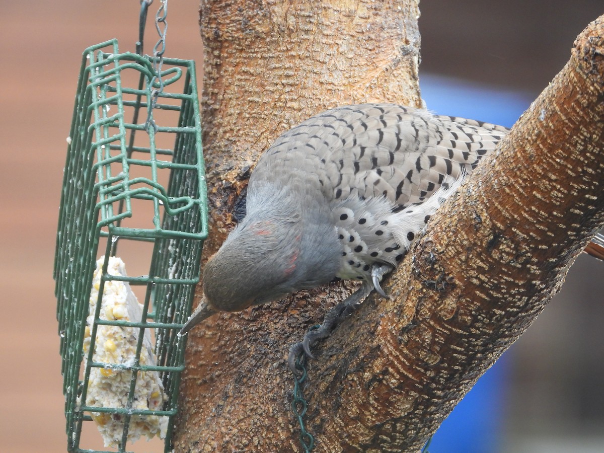 Northern Flicker (Red-shafted) - ML616495983