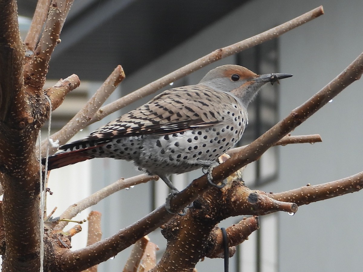 Northern Flicker (Red-shafted) - David Wheeler