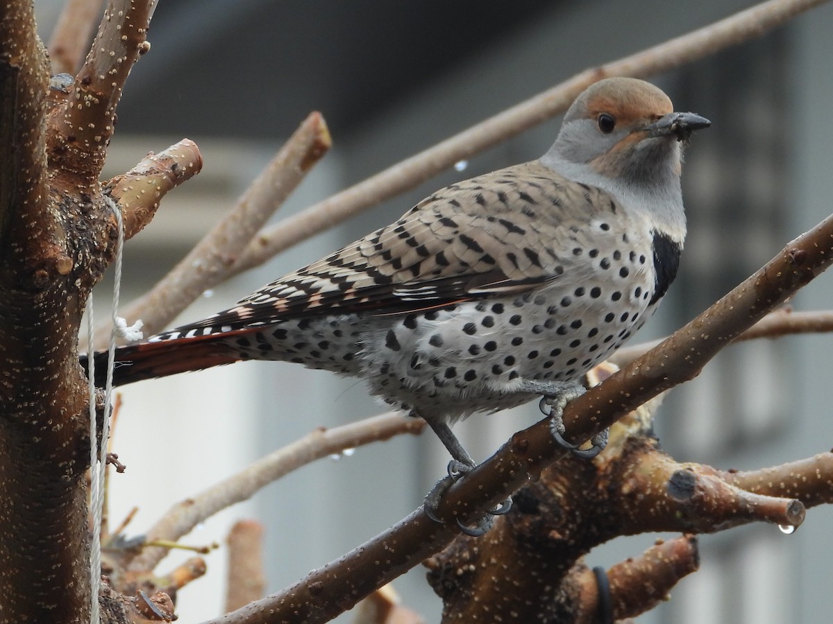 Northern Flicker (Red-shafted) - David Wheeler