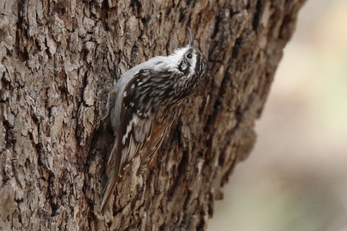 Brown Creeper - ML616495990