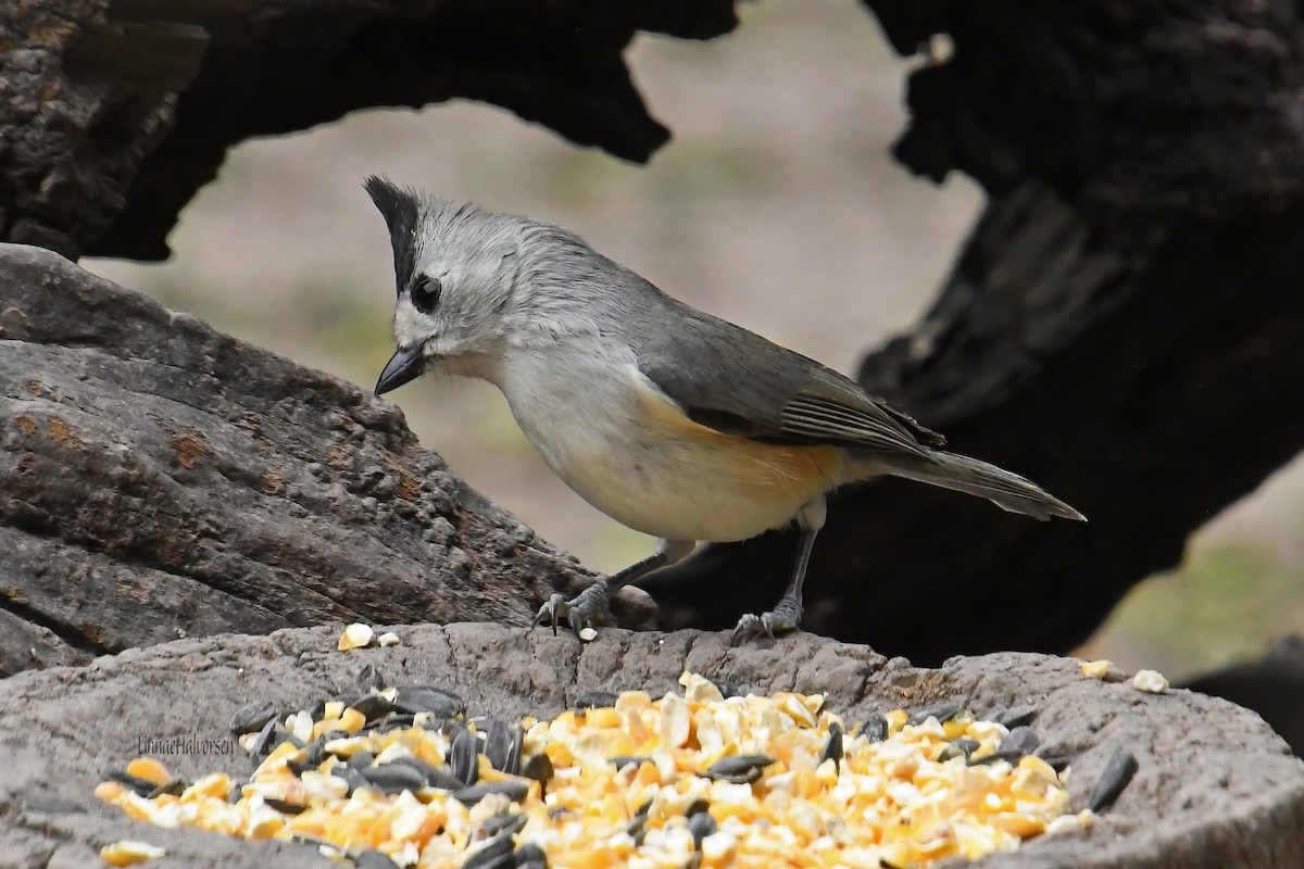 Black-crested Titmouse - ML616496020