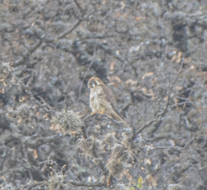 American Kestrel - ML616496056