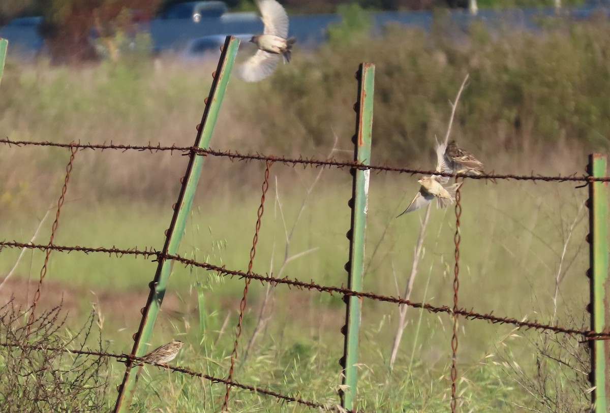 Savannah Sparrow - ML616496083