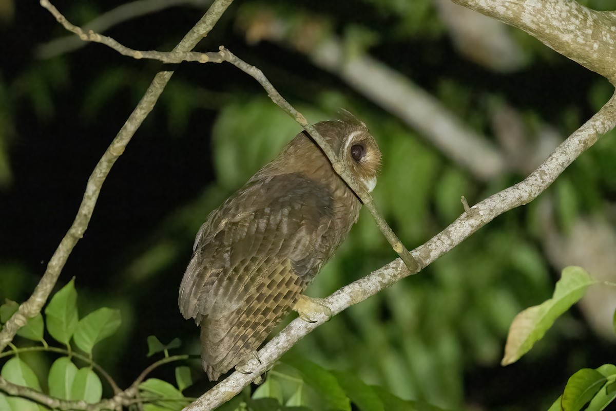 Jamaican Owl - ML616496107