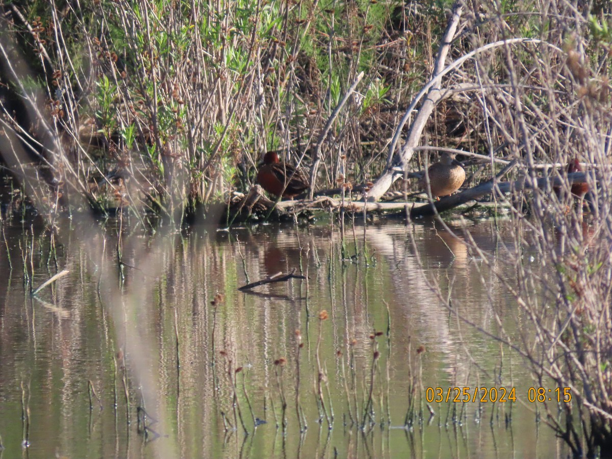 Cinnamon Teal - ML616496110