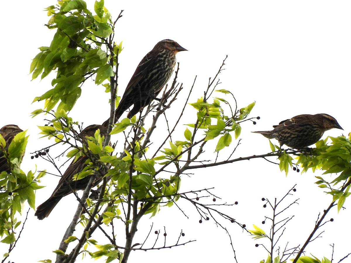 Red-winged Blackbird - ML616496115