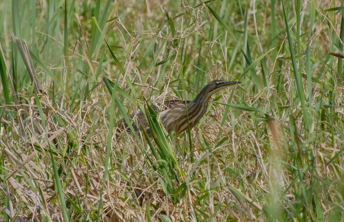 American Bittern - ML616496116