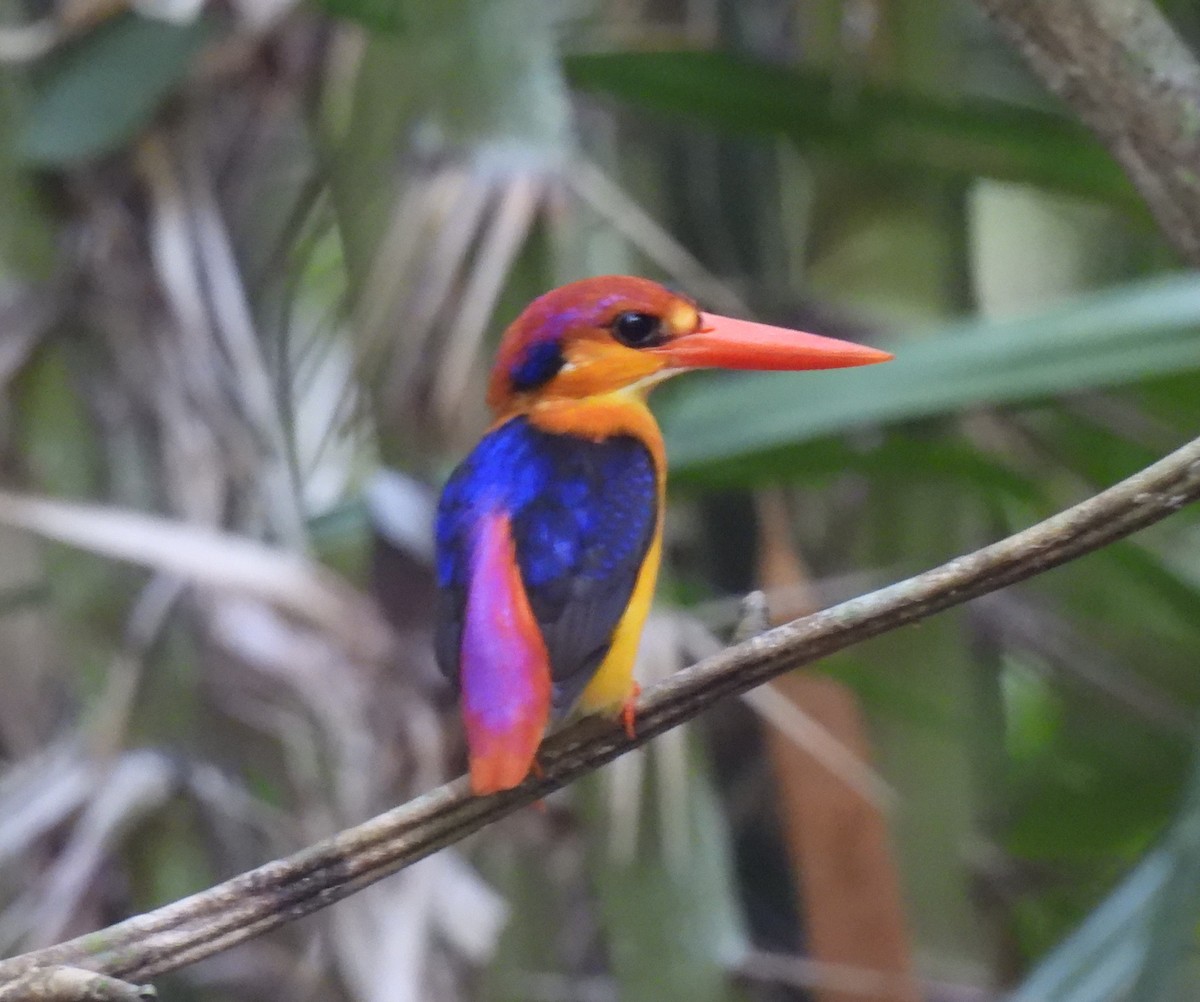 Black-backed Dwarf-Kingfisher - ML616496118