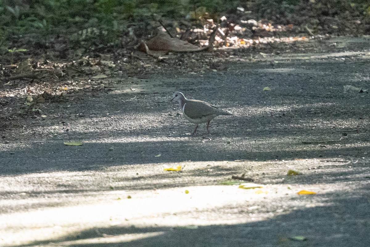 Caribbean Dove - ML616496139