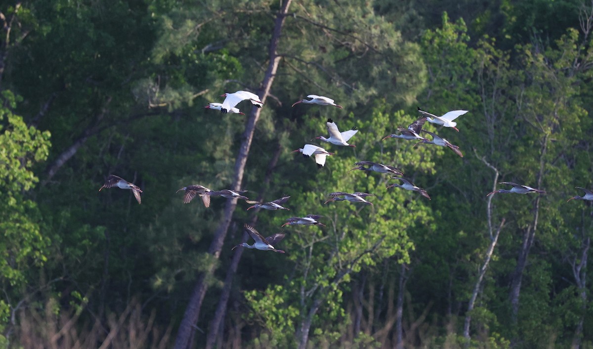 White Ibis - ML616496234