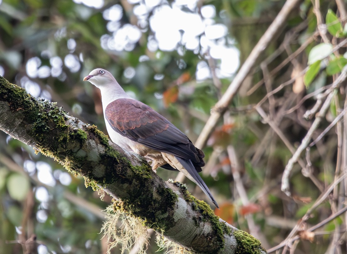 Mountain Imperial-Pigeon - ML616496251