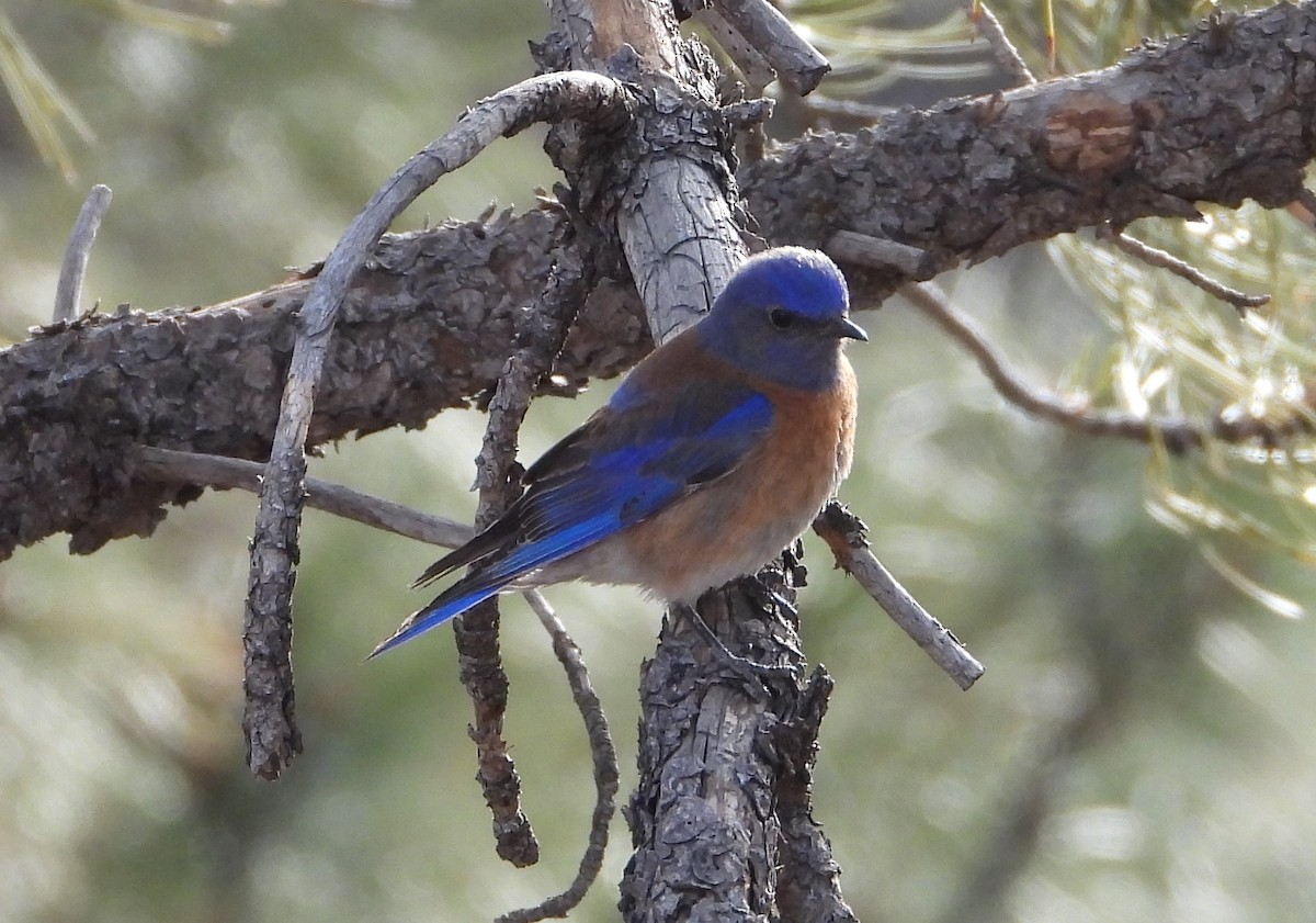 Western Bluebird - ML616496282