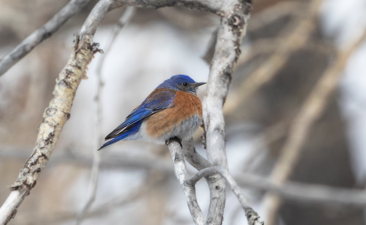 Western Bluebird - Michelle Schreder