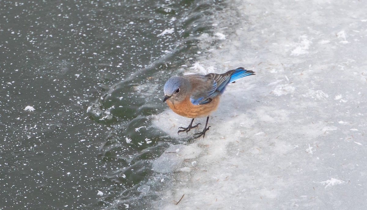 Western Bluebird - Michelle Schreder