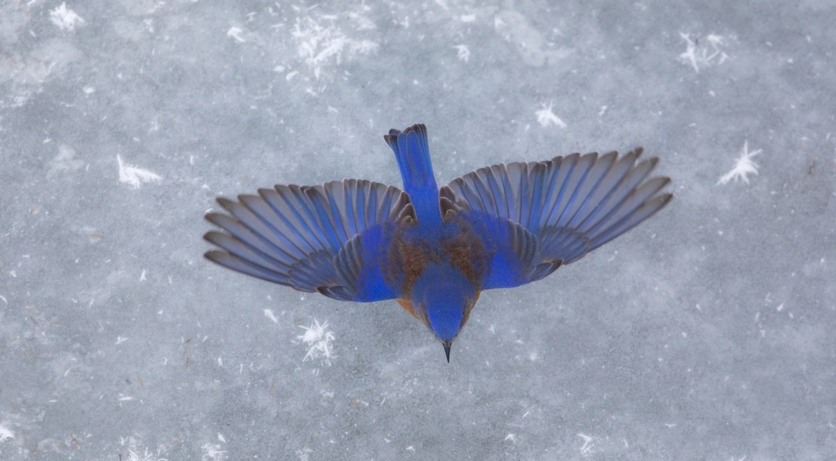 Western Bluebird - Michelle Schreder