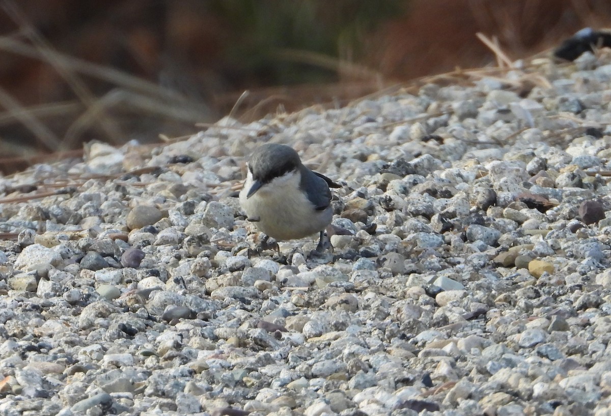 Pygmy Nuthatch - David Wheeler