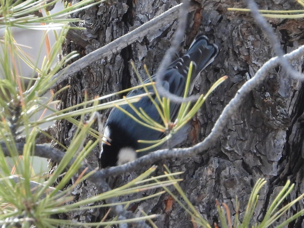 White-breasted Nuthatch - ML616496345