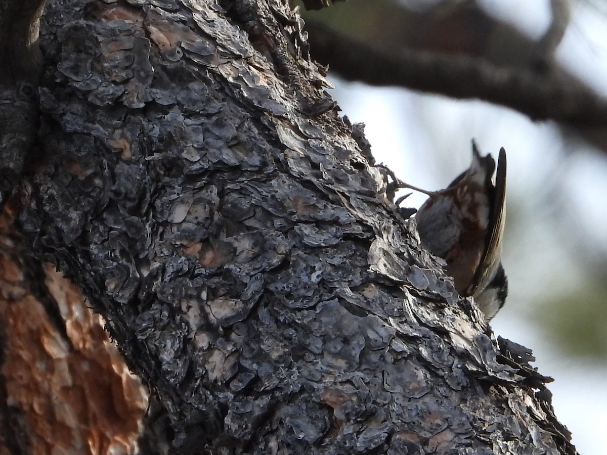 White-breasted Nuthatch - ML616496346