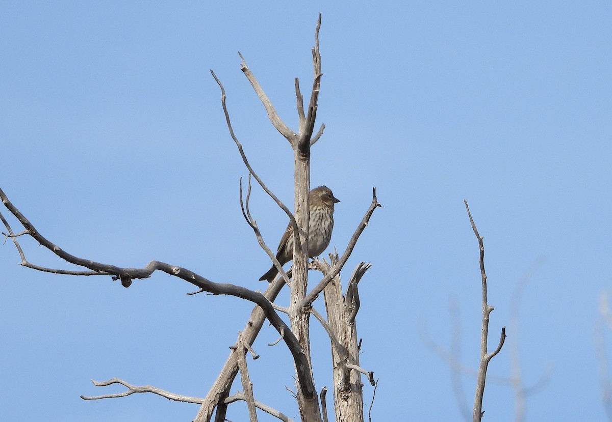 Cassin's Finch - ML616496361