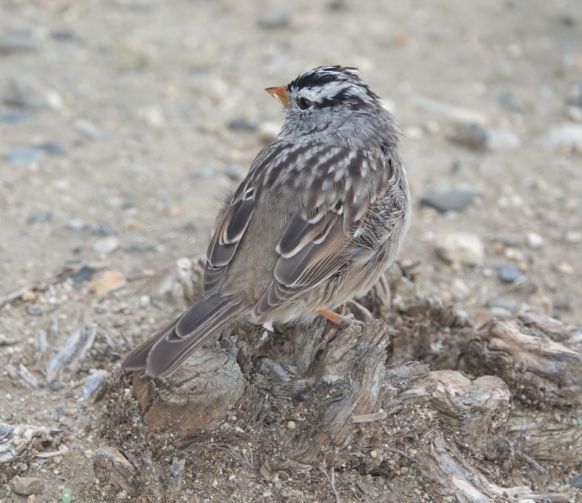 strnadec bělopásý (ssp. gambelii) - ML616496362