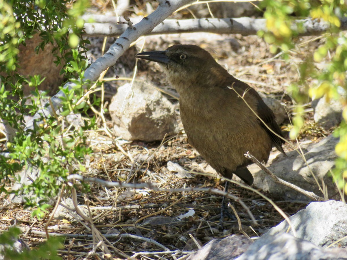 Great-tailed Grackle - Barbara Kelley