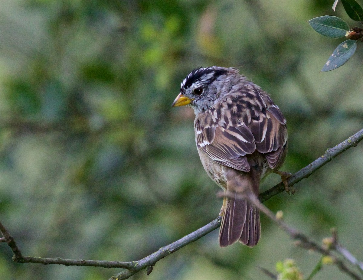 Bruant à couronne blanche (pugetensis) - ML616496473