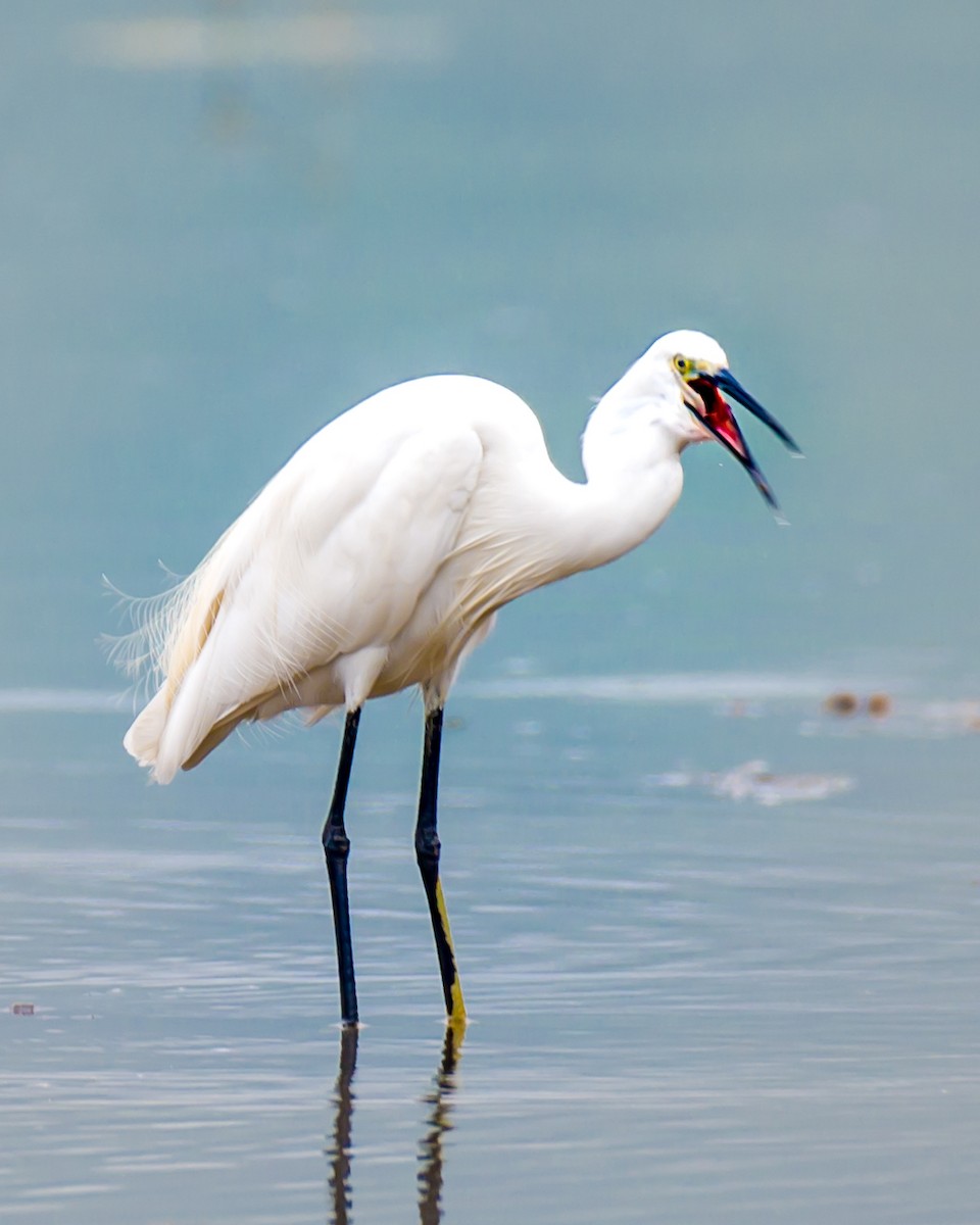 Little Egret - ML616496474