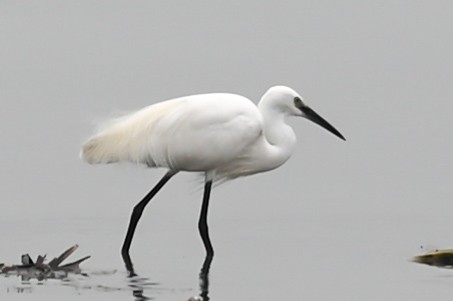 Little Egret - ML616496479