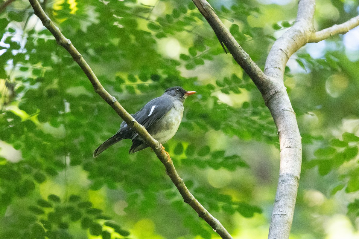 White-chinned Thrush - ML616496511