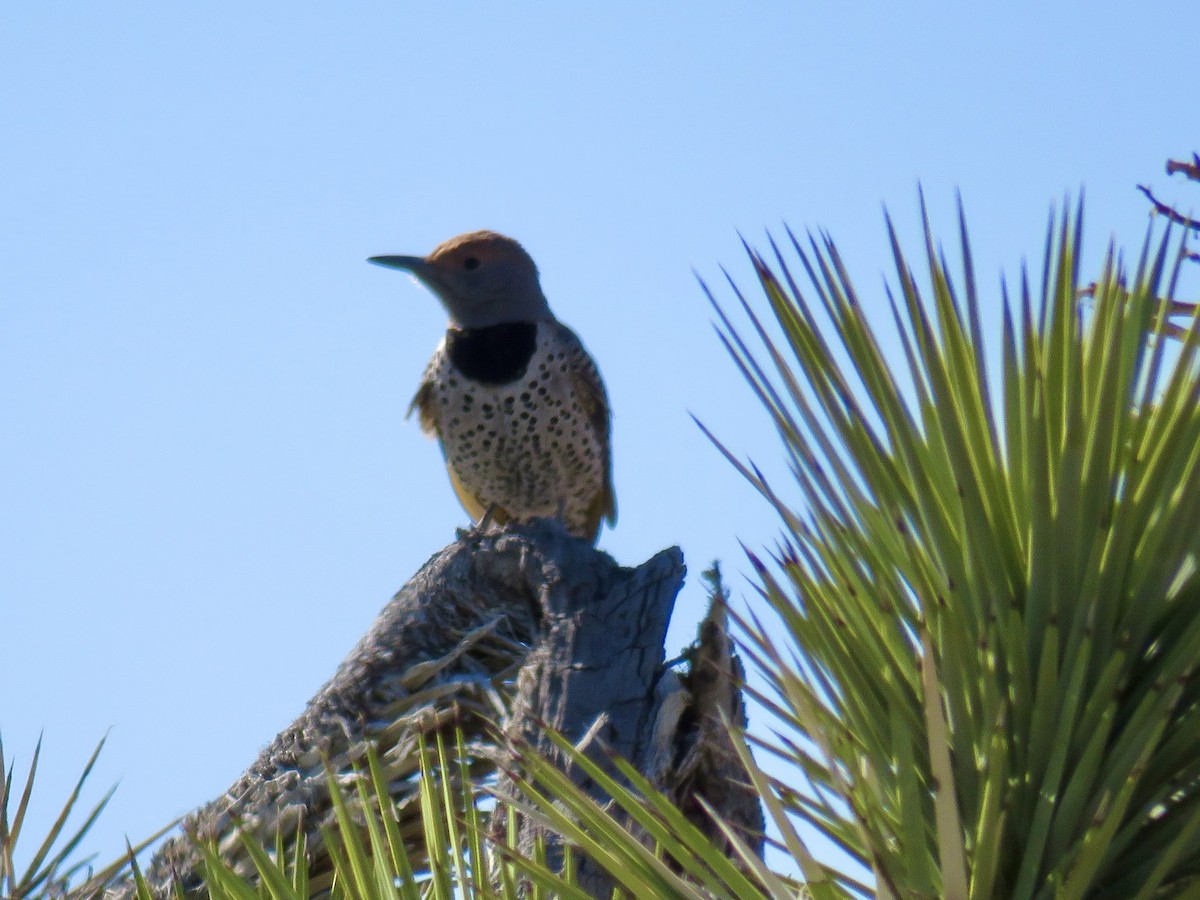 Gilded Flicker - ML616496750