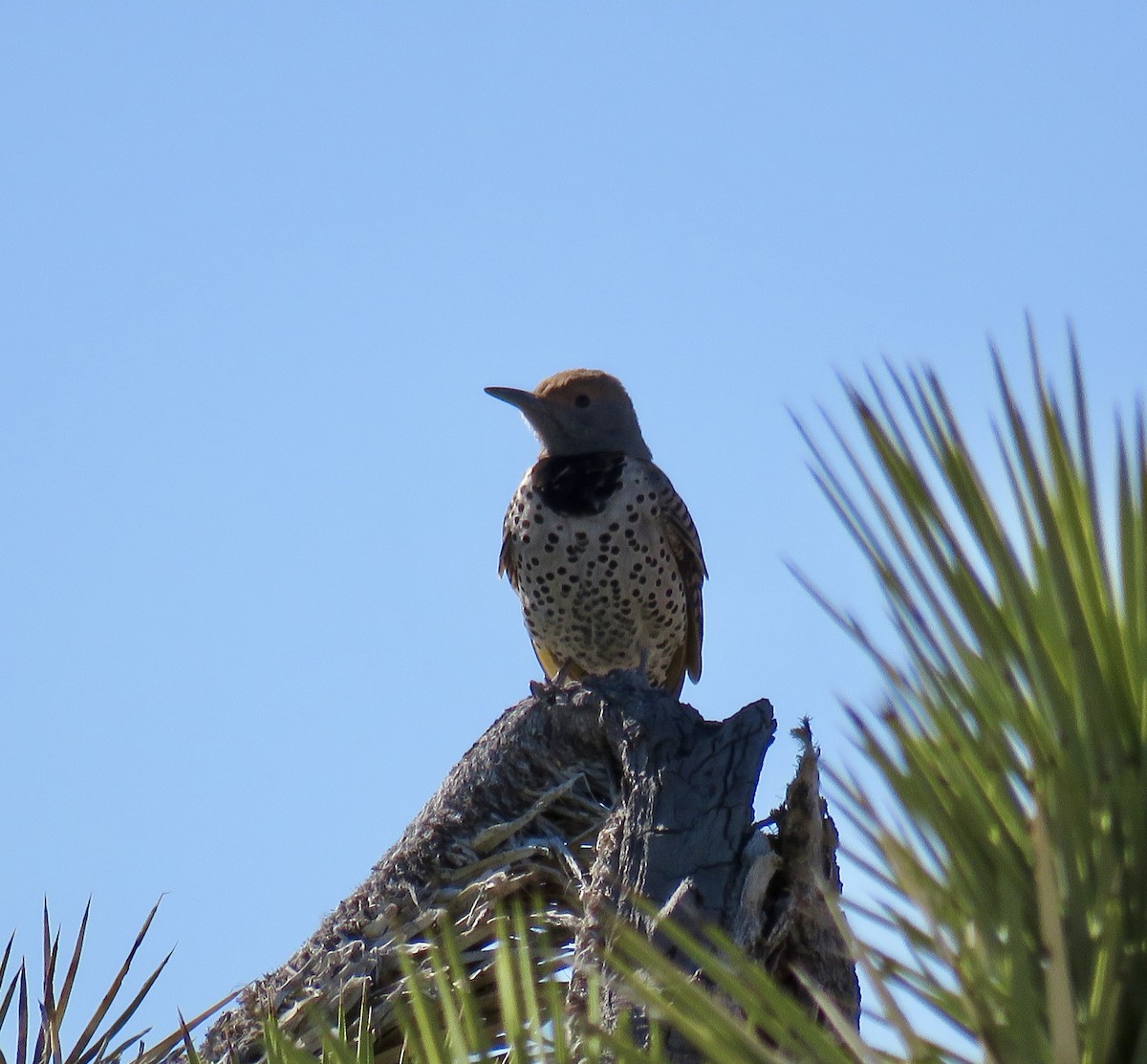 Gilded Flicker - ML616496751