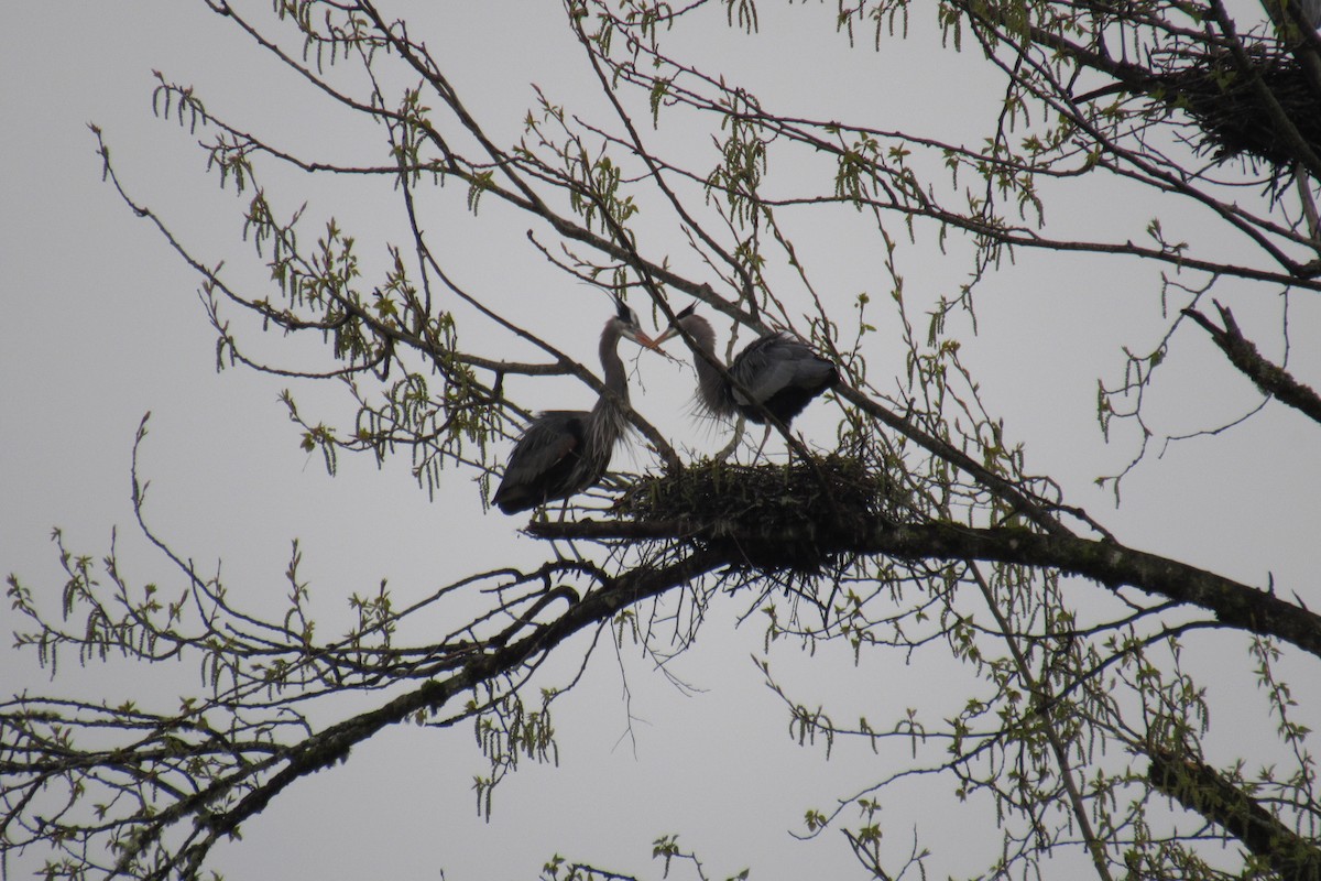 Great Blue Heron - ML616496754