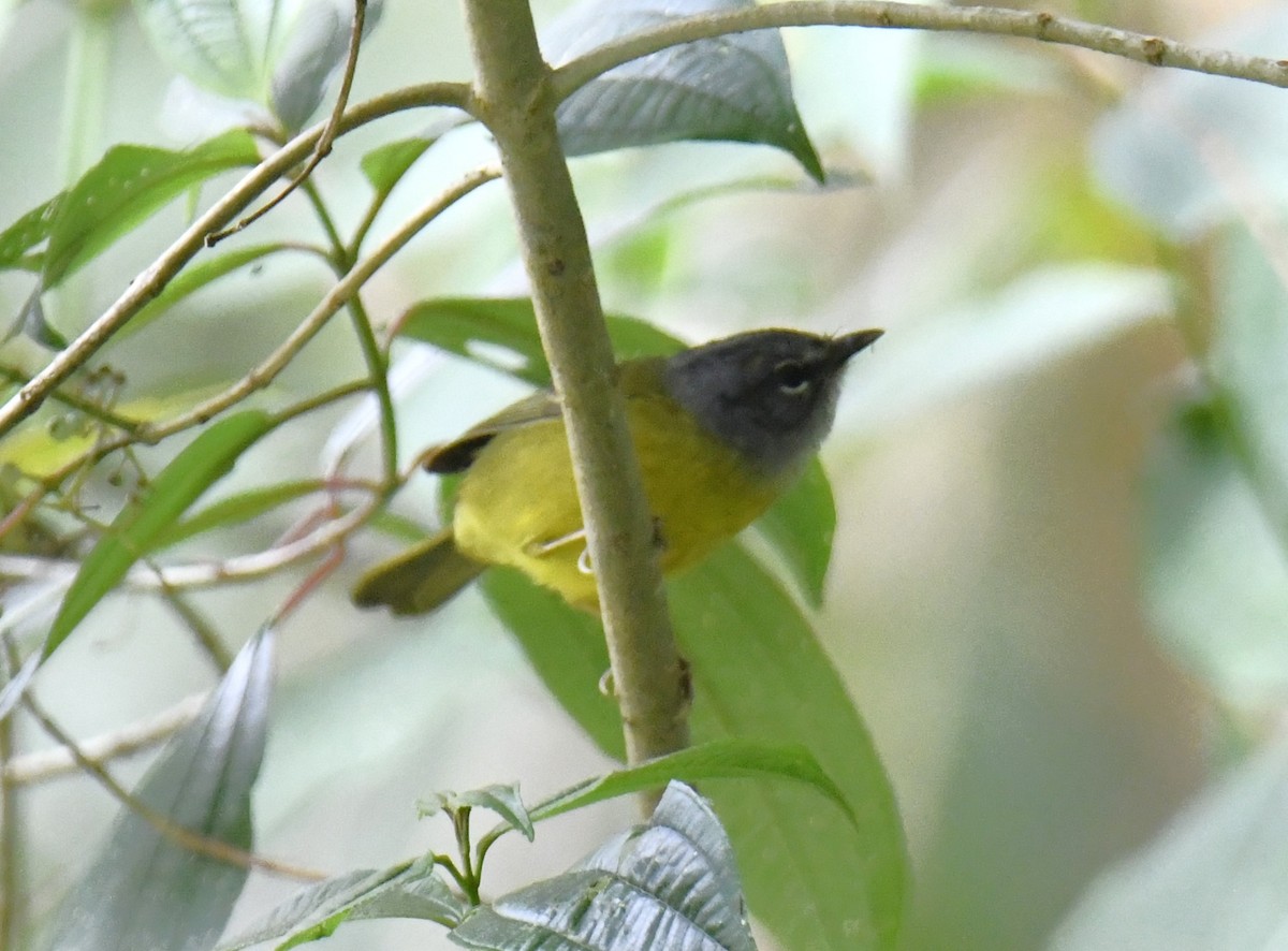 White-lored Warbler - Zachary Peterson